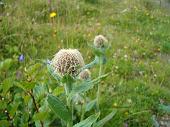 Tanti altri fiori sempre nella conca dei Campelli (4)